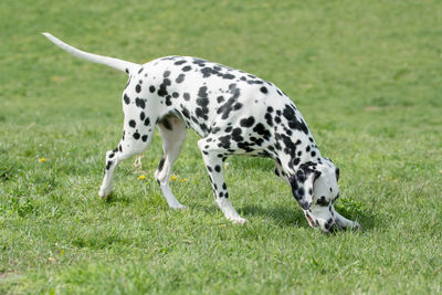 Close-up of a dog on grass