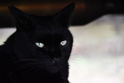 Close-up of black cat