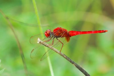 Close-up of dragonfly on leaf