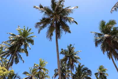 Low angle view of trees against clear blue sky