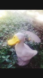 Close-up of swan in water