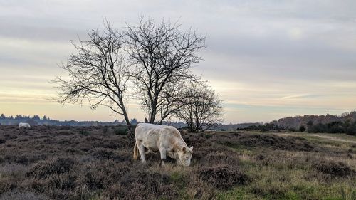 View of a cow in a field