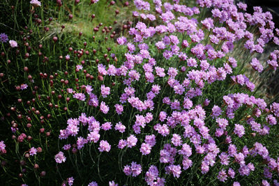 Close-up of purple flowering plants on field