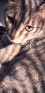 Close-up portrait of a cat