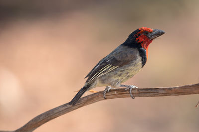 Close-up of bird perching on branch