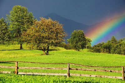 Scenic view of rainbow over trees on field