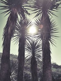 Palm trees against sky