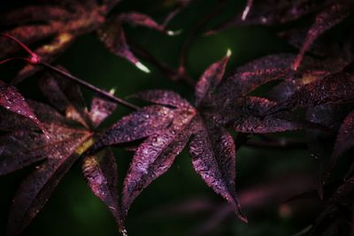 Close-up of plant