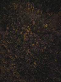 Full frame shot of trees and plants