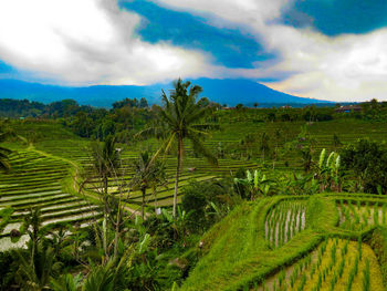 Scenic view of agricultural field against sky