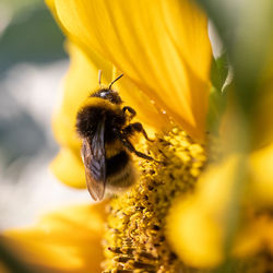 Close-up of bee pollinating on flower
