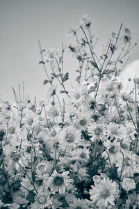 Close-up of white flowering plants on field