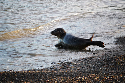 Young seal swimming at shore