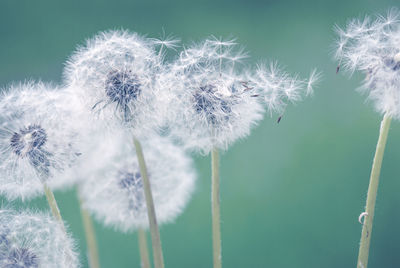 Close-up of dandelion on plant