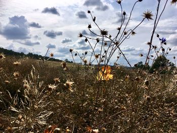 Plants on field against sky