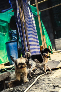 Portrait of dog in a row