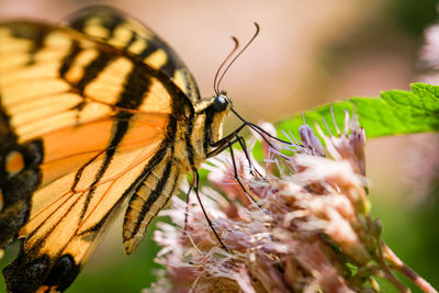 Close-up of butterfly on plant