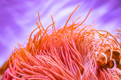 Close-up of coral in sea