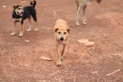 Portrait of dog running on field