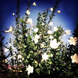 Low angle view of white flowers