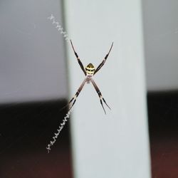 Close-up of spider on web