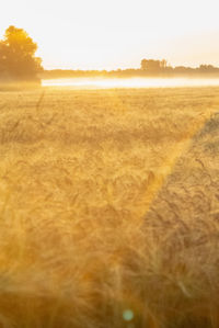 Scenic view of field against clear sky during sunset