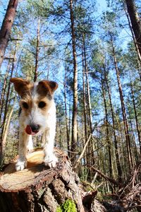 Low angle view of dog in forest