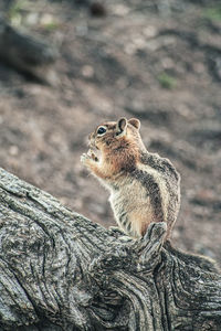Close-up of a squirrel on a tree trunk