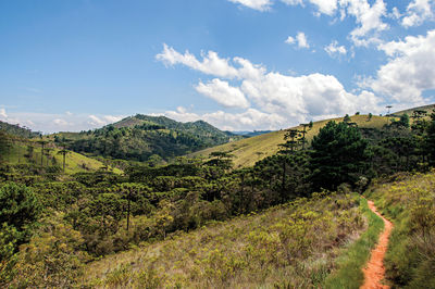 Panoramic view of a pine forest and hills in horto florestal, near campos do jordao, brazil