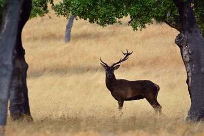 Deer in a field