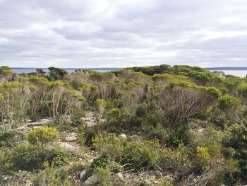 Scenic view of landscape against cloudy sky