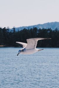 Seagull flying above the sea