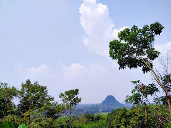 Scenic view of trees against sky