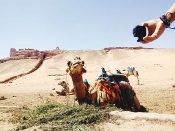 Camel sitting on sand against clear sky