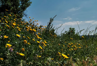 Low angle view of yellow flowering plants on field against sky
