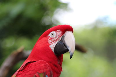 Close-up of red parrot
