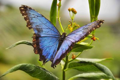 Close-up of butterfly perching on plant