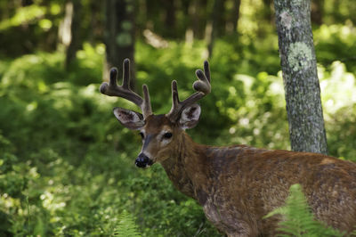 Close-up portrait of deer in forest