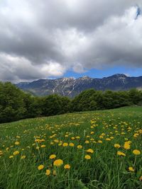 Yellow flowers on field against cloudy sky