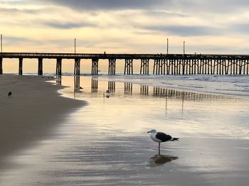 Seagull sitting in low water at the pier