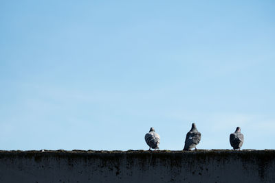 Low angle view of birds perching against clear sky