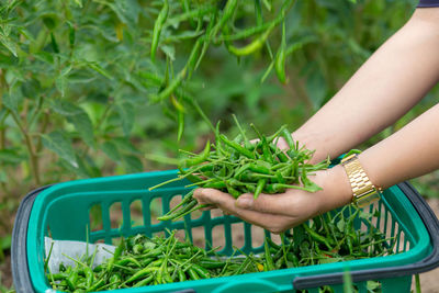 Midsection of woman standing amidst plants