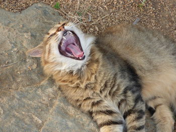 Close-up of cat yawning