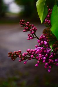 Lilac blooming in spring 