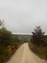 Road passing through trees