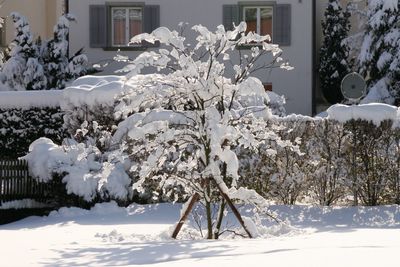 Snow covered trees outside house