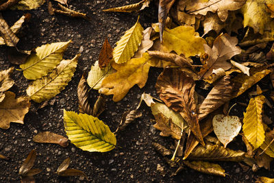 leaf