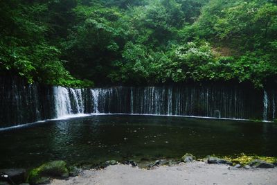 Scenic view of waterfall in forest