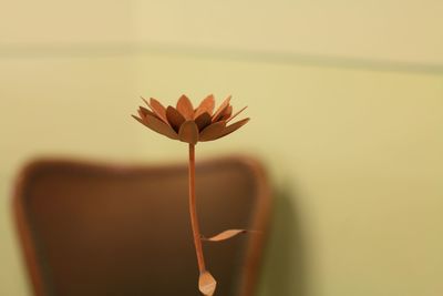 Close-up of orange flower plant