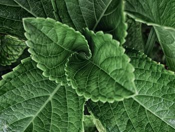 Full frame shot of leaf